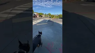 #fyp #dream #doberman #pets #youtube