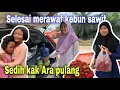Download Lagu SEDIH KAK ARA MAU PULANG⁉️ KEBUN SUDAH SELESAI MERAWAT WAKTUNYA BALIK PADANG