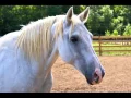 Appendix Quarter Horse Horse Set Of Picture Collection Of Horses