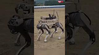 MBWA MWITU WA KIJESHI KUTUMIKA CHINA KINARA CHA UPELELEZI KUBEBA SILAHA NA KUFANYA MASHAMBULIZI 