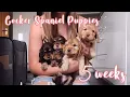 Cocker Spaniel Puppies Bath Time Garden play and more Lollipop1996