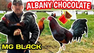 los famosos albany chocolate de mg black 