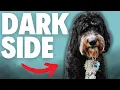 What Nobody Tells You About Bernedoodles