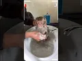 The Best of Monkey Videos - A Funny Monkeys Compilation Ep10