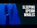 SLEEPING SPERM WHALES SEE THE EXTRAORDINARY WAY THESE GIANTS SLEEP