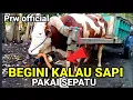 Lagu GEROBAK SAPI MENGANGKUT HASIL BUMI