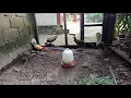 Download Lagu Ternak Ayam Lady Pheasant