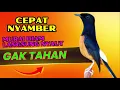 Download Lagu CEPAT NYAMBER✅✅ gak akan TAHAN diam murai mendengar pancingan ini✅✅