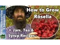 Download Lagu How to Grow Rosella AKA Jamaican Sorrel PLUS Jam, Tea \u0026 Syrup Recipes