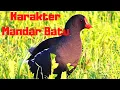 Mengenal Karakter dan Habitat Burung Mandar Batu