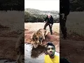Lagu Lion vs man❤️🥰 #lion #lionking  #lions #animals #wildlife #funny #tiger #friends#shortsviral #shorts