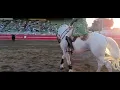 Lusitano stallion in bloodless bullfight