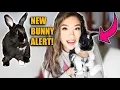 WE HAVE ANOTHER BUNNY P S HE S A BABY