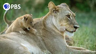 Lion Mothers Overrun With Cubs After Syncing Pregnancies 
