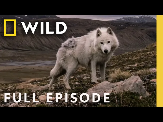 Video: The Search (Full Episode) | Kingdom of the White Wolf | Nat Geo Animals