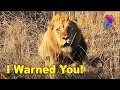 Angry Lion Charge Tourists in Kruger National Park Kruger Park Sightings