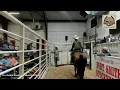 Fort Smith Horse Mule Sale - Moffett Oklahoma