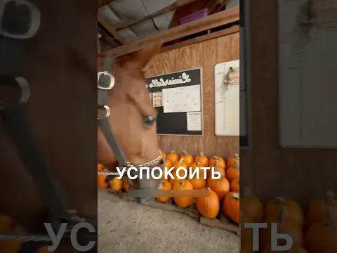 Лошадь боится тыкв 😂 #истории #история #новости #новость #shorts