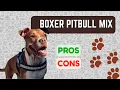 Boxer Pitbull Mix Bullboxer Pit PRO S CON S
