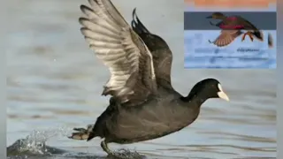 صوت دجاج ماي 