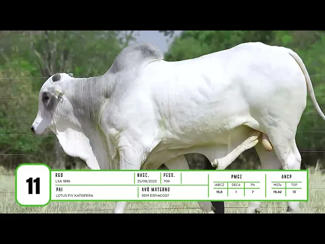 Touro Nelore LSA - 1896