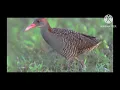 Download Lagu Tiếng chim chằng nghịch đã ăn nhiều 🐦,  kỹ niệm cùng a,e nằm đồng đam mê săn bắt🖐️