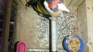 أداء رائع و متنوع لحسون مغربي خلوي 