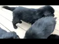 Newfoundland Puppies For Sale