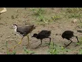 Lagu White Breasted Waterhen Habitat| How to Feed Babies Out of Nest | White Breasted Waterhen Bird Sound