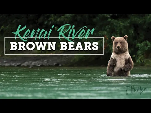 Download MP3 Wild Alaska: Kenai River Brown Bears