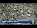 Dutch Hollow Farms in Modesto closes tulip U-pick early after visitors damage fields
