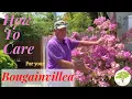 Download Lagu John the Plant Guy: Top 5 Bougainvillea Care Tips