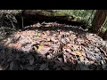 The Blue Mountains Murders of 1896 | The Frank Butler Story