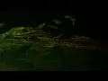 Download Lagu Apareiodon affinis (wild) bij Aquarium Speciaalzaak Utaka 