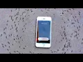 Download Lagu iphone 6s ringtone makes ants dance in a circle to drake