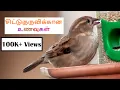 Download Lagu சிட்டுக்குருவிக்கான உணவுகள்