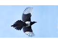 Random Bird Flying Backwards