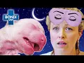 Out of Hours Pet Emergencies Bondi Vet Compilation Bondi Vet