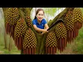 Download Lagu Brave Woman Climbs Tall Tree to Harvest oil palm fruit hybrid for Market – Primitive Forest Harvest