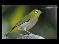 Download Lagu Suara burung pleci 100% ampuh
