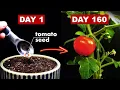 Download Lagu Growing TOMATOES 🍅 From Seed - 160 Days Time Lapse