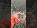 Download Lagu Baby crabs going upstream 🙂🦀 #crabs #nature
