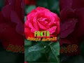 Download Lagu Ternyata Bunga Mawar Bisa Di Makan !! #shorts #viral #fyp #bunga #bungamawar #tanaman