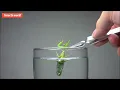Download Lagu #insects world,when you put a wild #mantis in a water glass? you definitely haven't seen it！