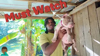 Did I pick the right American bully puppy