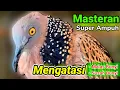 Download Lagu TEKUKUR GACOR suara merdu BIANGNYA PANCINGAN (MASTERAN)