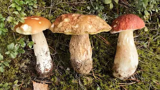 3 вида боровиков и не только. Грибы соснового леса. Михаил Вишневский