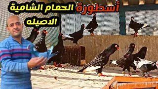 أسطورة الحمام الشامي الأصيله والمستويات القويه المربي العريق محمد الزين 