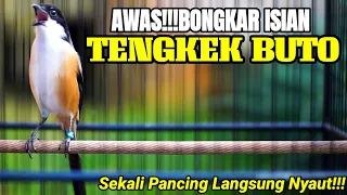 burung cendet gacor isian tengkek buto