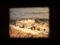Download Lagu the island - swan